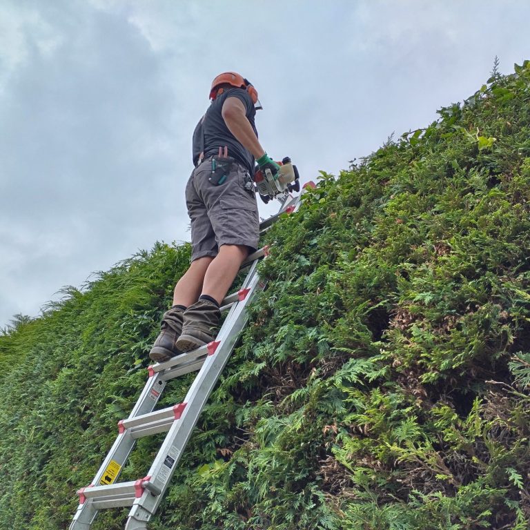 Person using a ladder to trim a tall hedge in a cloudy outdoor setting.
